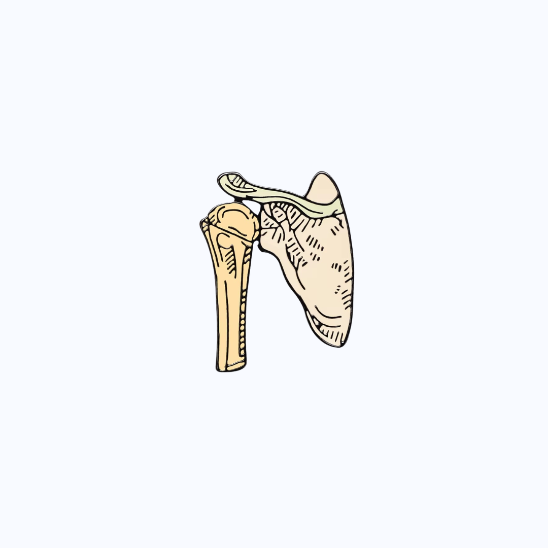 Pin Metálico Shoulder Anatomy