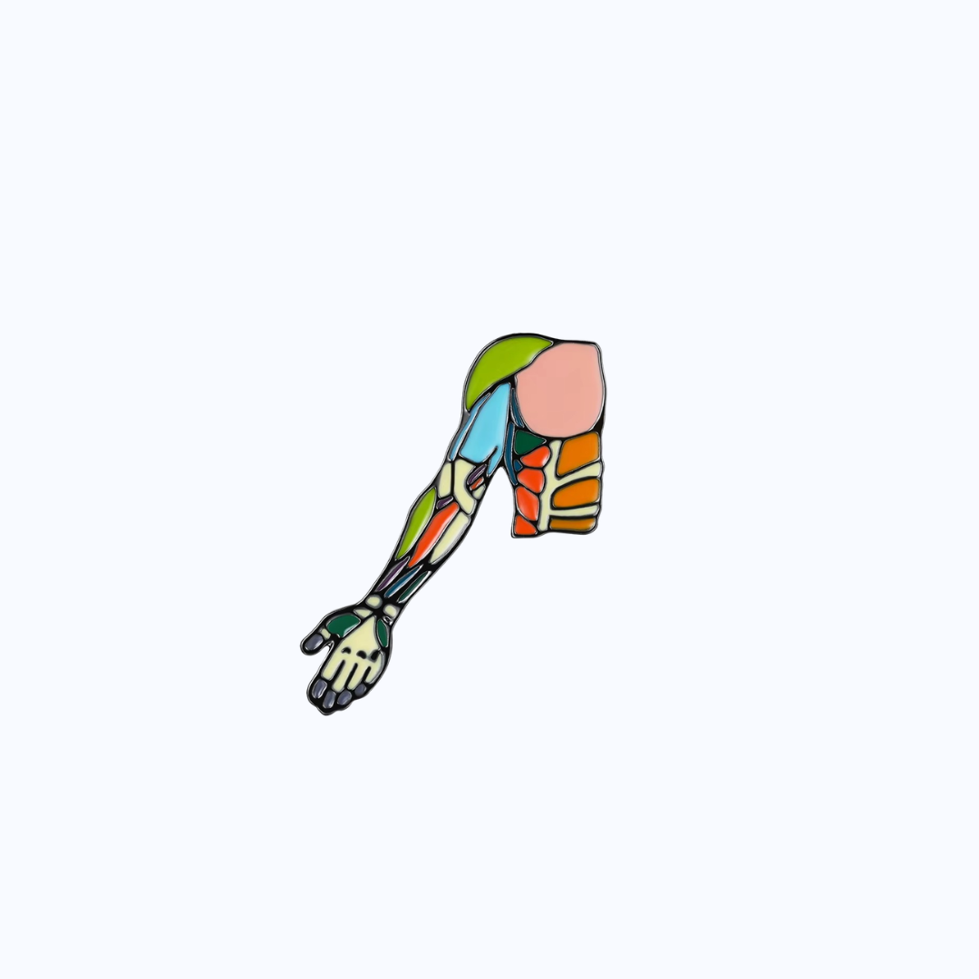 Pin Metálico Upper Limb Anatomy