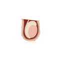 Pin Metálico Testicular Anatomy
