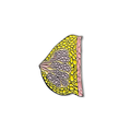 Pin Metálico Breast Anatomy